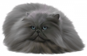 dark grey Cat Png Transparent Background