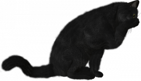 dark sitting Cat Png Transparent Background