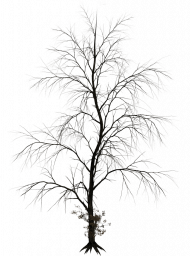 Dead Tree Transparent PNG Photo