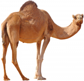 Desert camel png transparent