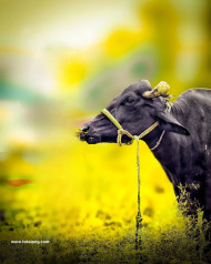 Desi boy photoshop cb editing background