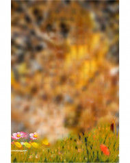 Dm editor cb editing background