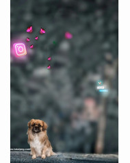 Dog cb background images