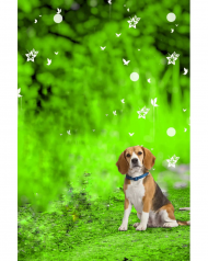 Dog cb editing background picsart