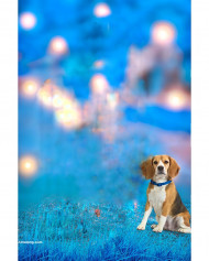 Dog cb editing background,New cb editing background