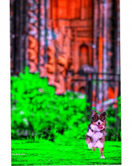 Dog cb photo editing background