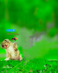 Dog full hd cb editing background