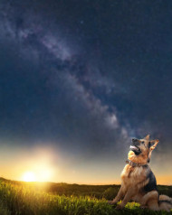 dog hd editing background