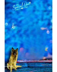 Dog lover background for editing