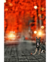 Dog lover cb background photo editing