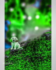 Dog lover cb editing background