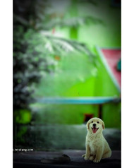 Dog lover cb editing background new