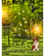 Dog lover hd cb backgrounds