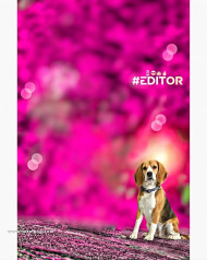 Dog lover photoshop hd cb editing background