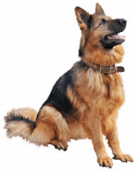 dog png image picture download dogs hd png