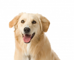 dog PNG1380894094