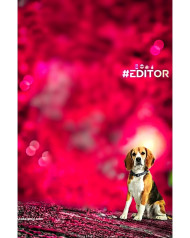 Dogs cb background hd