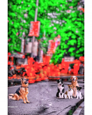 Dogs cb photo editing background