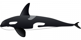 dolphin 148442 960 720 copy