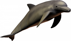 dolphin  digital  14 by wolverine041269 d5esmgg copy