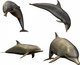 Dolphin group transparent png
