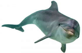 Dolphin hd png