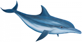 Dolphin png