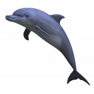 dolphin png with transparentbackground