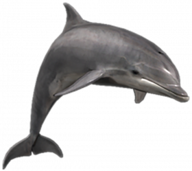Dolphin transparent background