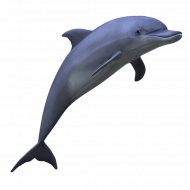 Dolphin transparent png