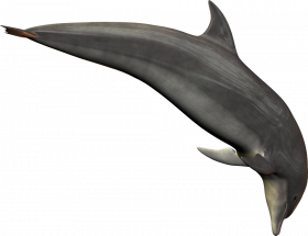 Dolphin with transparentbackground