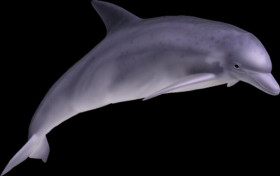 Dolphinhd png
