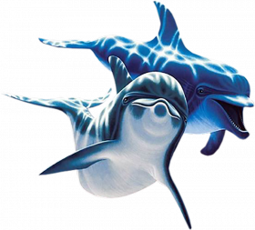 dolphins copy