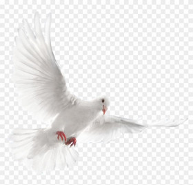 Dove png download