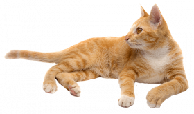 Download Ginger Cat transparent PNG