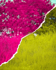 dual color editing background