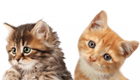 Dual little Cat Png Transparent Background