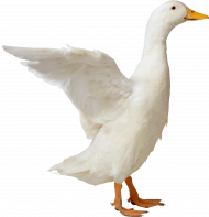 duck png image