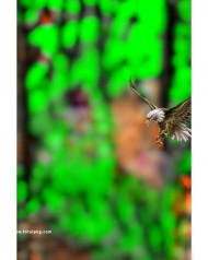 Eagle cb background free download