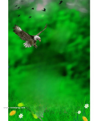 Eagle cb background images