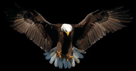 Eagle hd png