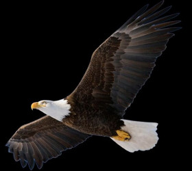 Eagle hd png download (1)