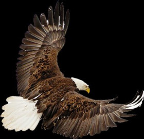 Eagle hd png download (2)