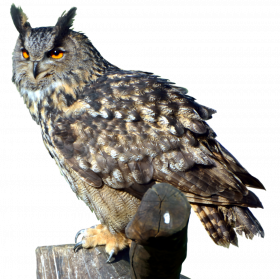 Eagle owl png transparent background