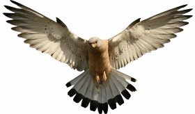 eagle png image download