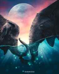 Elephant  editing background