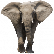 elephant free download png   hd png
