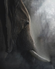 Elephant Lover Background Animal Lover Image