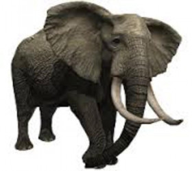 Elephant png download