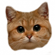 Face Cat Png Transparent Background